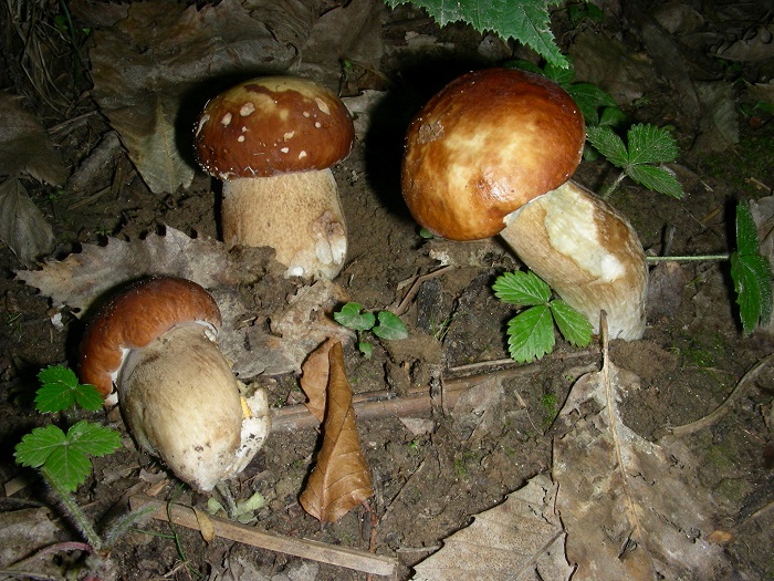 734 Luglio vecchio ritrovamento